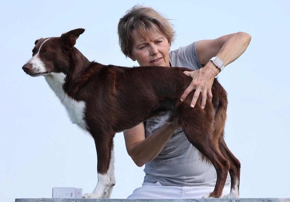 Canine Myofascial Kinetic Lines, 2 day follow-up course