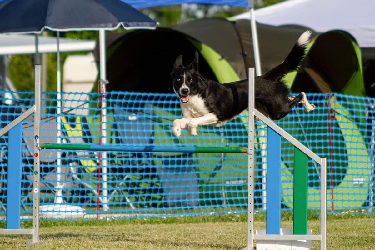 Agility Vatertagsturnier bei den Inntaler Hundesportfreunden Ering