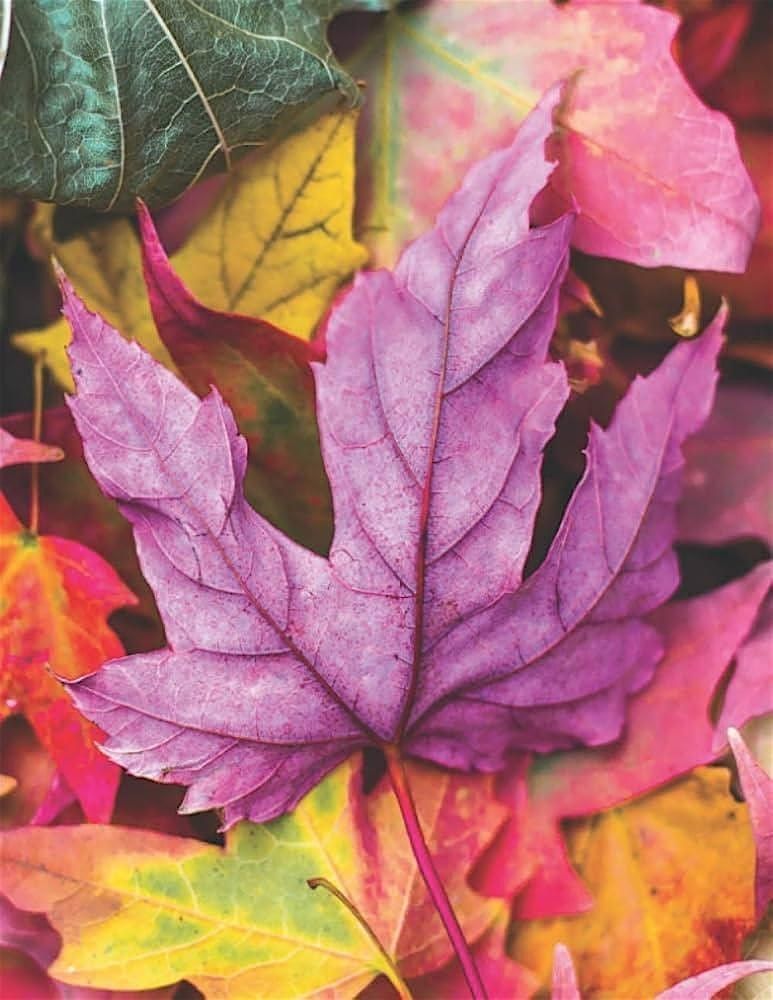 Heart on Paper: Journaling as a Path to Inner Wisdom