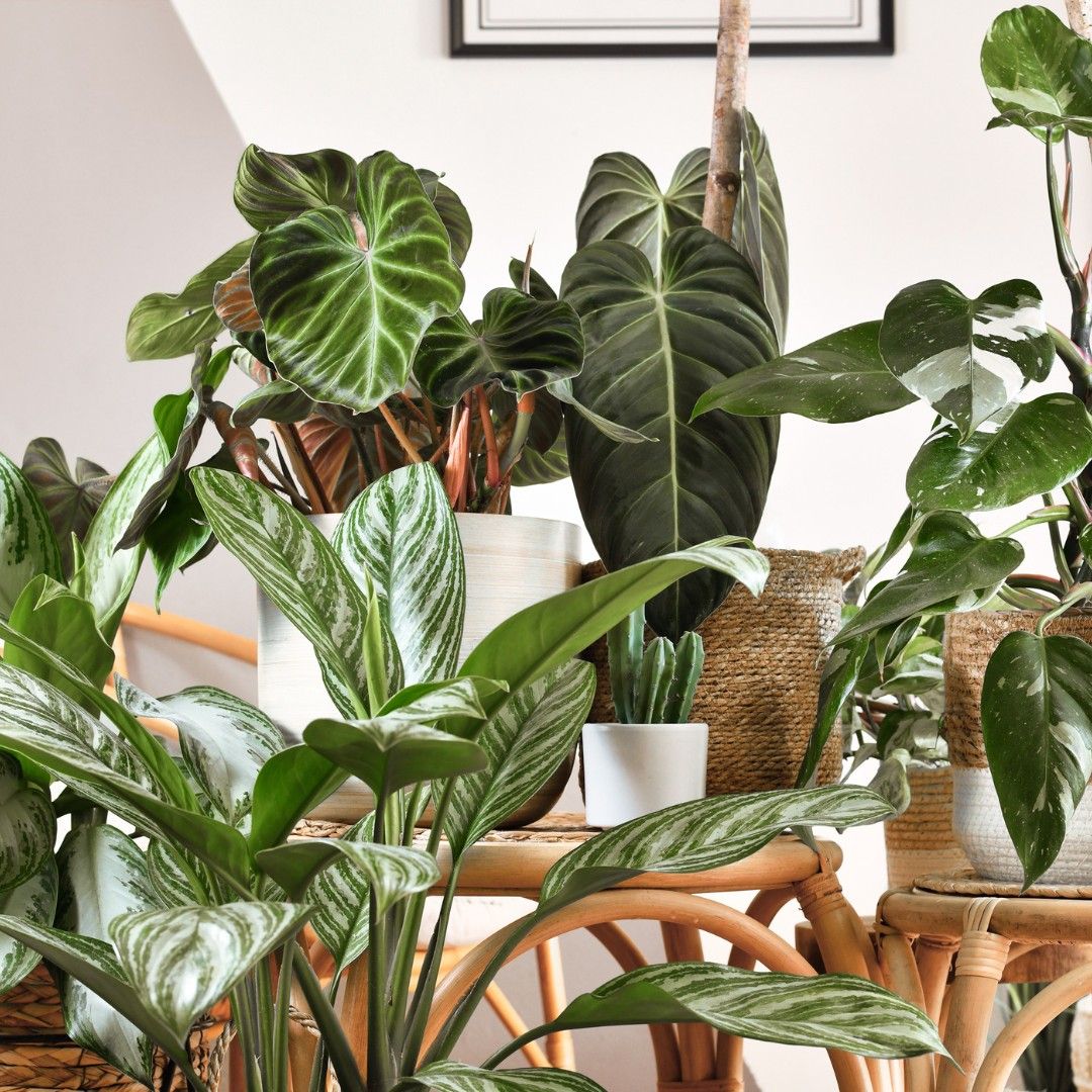 Houseplants 101: A Class and Repotting Experience