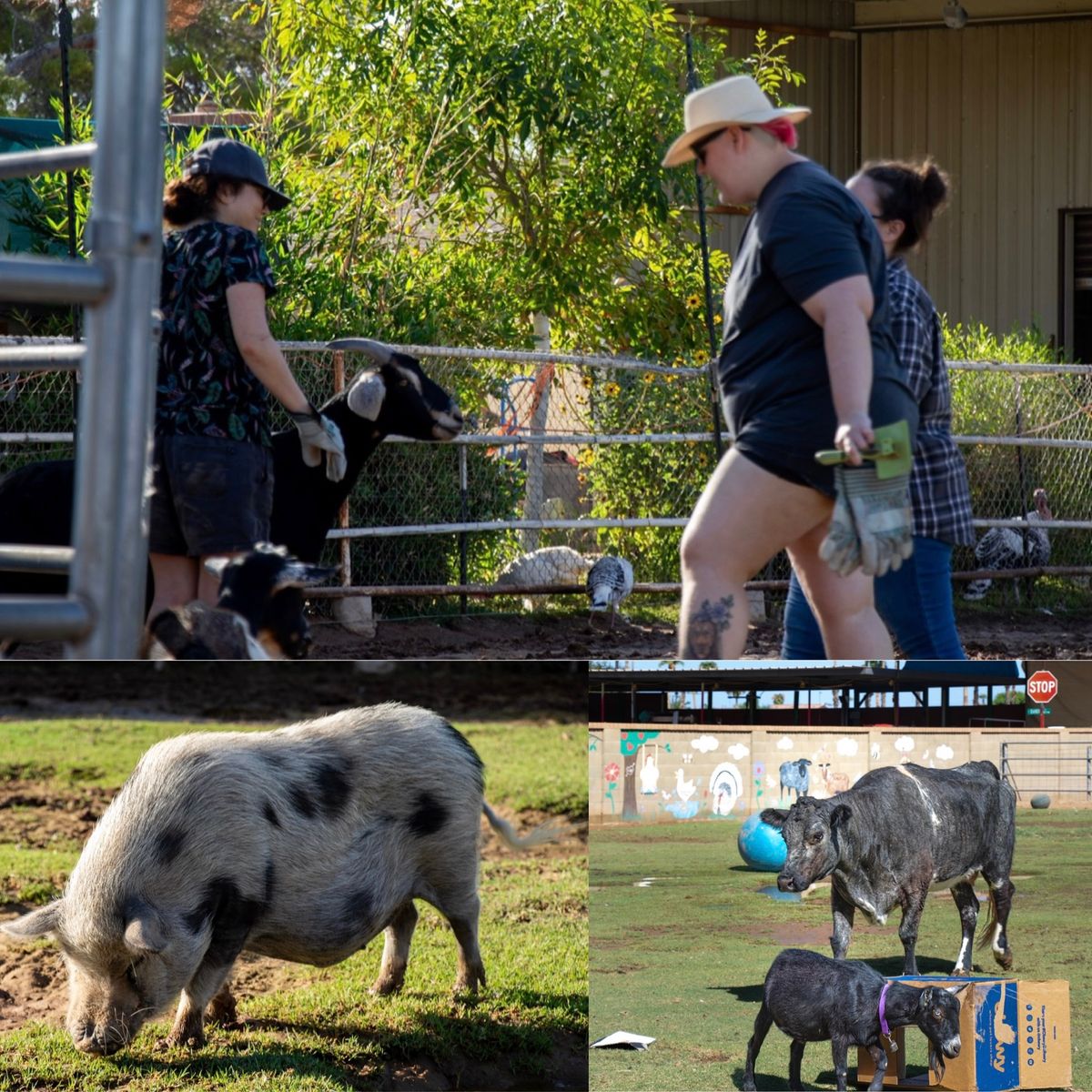 Volunteer Day at Goats with Horns