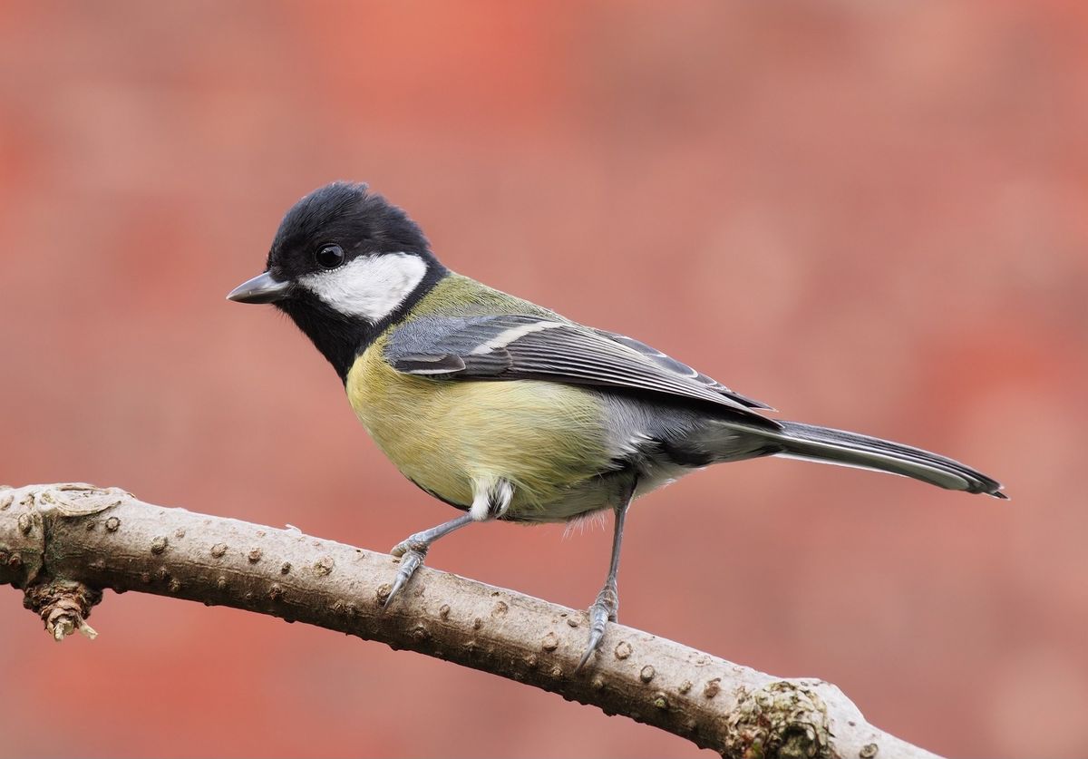 Dawn Chorus Walk and Breakfast