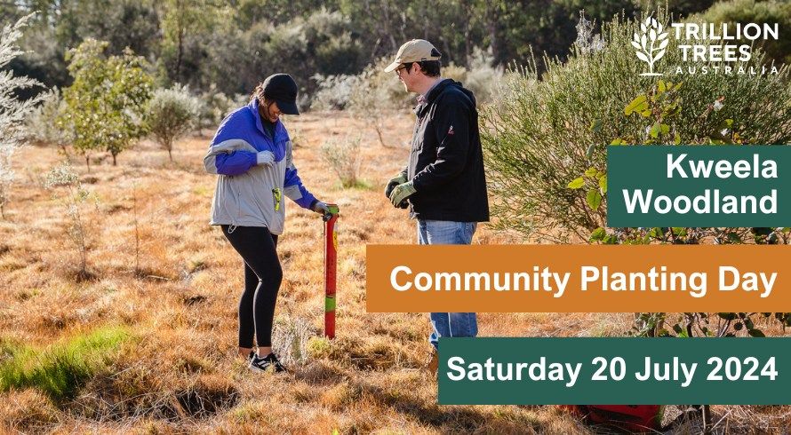 Kweela Woodland Restoration Project - Community Tree Planting (Viveash)