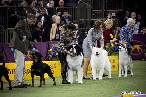 Westminster Kennel Club Dog Show 2021