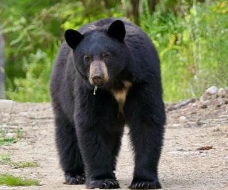 State bear biologist presentation