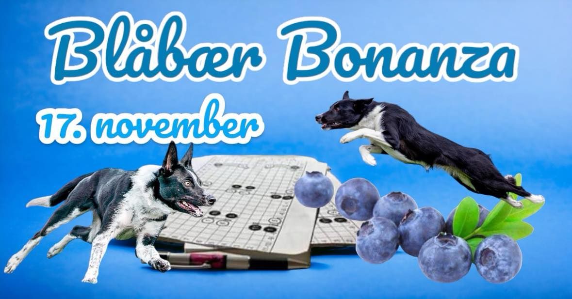 Bl\u00e5b\u00e6r Bonza i Vestby Agility Hall 17.november 2024