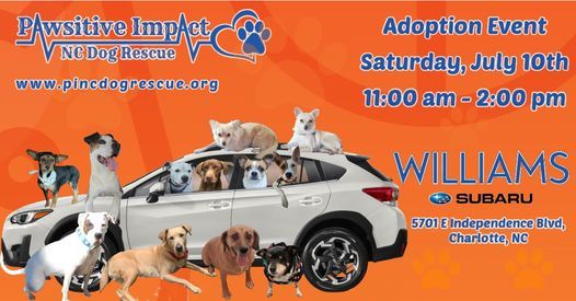 Dog Adoption Event Williams Subaru Of Charlotte 10 July 2021