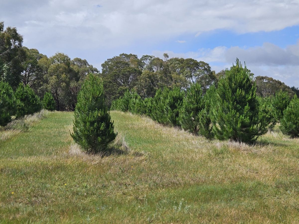 Pick your own Christmas Tree at St Anne's