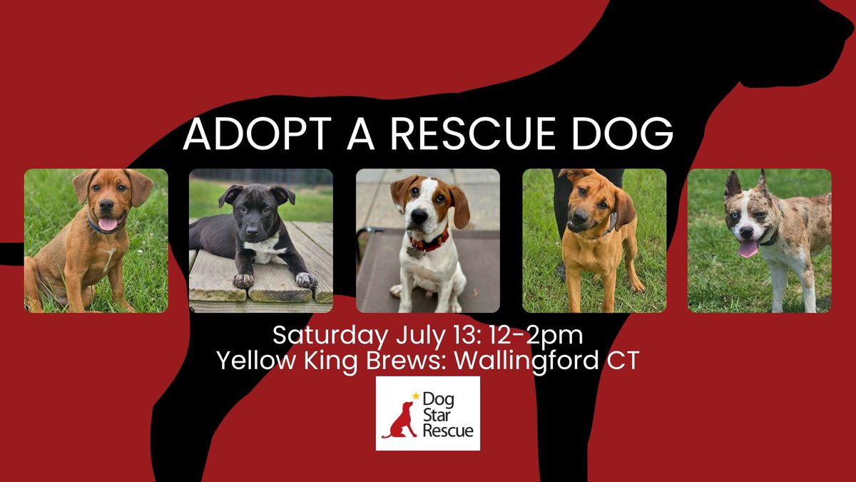 Adopt a Rescue Dog in Wallingford CT