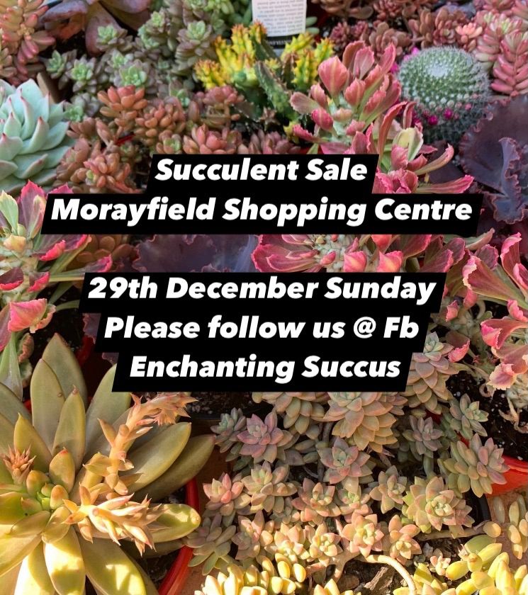 Succulent Sale at Morayfield Shopping Centre