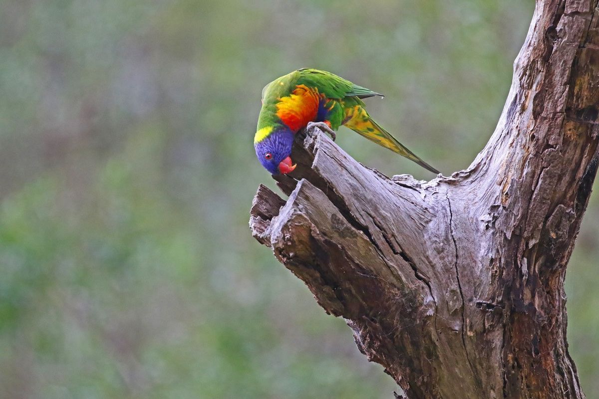 Who Lives in Hollows in Yarran Dheran? 