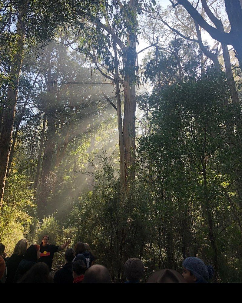 Introduction to Bush Medicine 4nd May 2025 Beginners Welcome