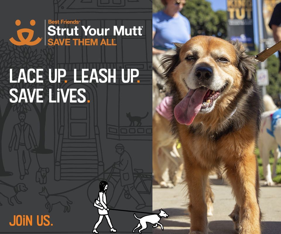 Strut Your Mutt with HHFR