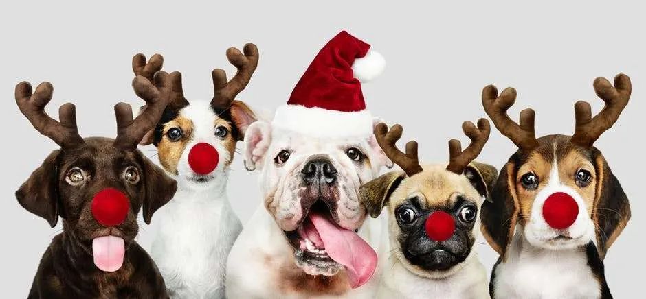 Tailwaggers Santa Paws and Mrs. Claws Holiday Event