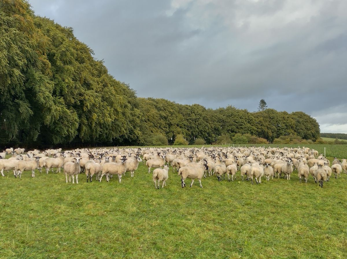 Beef and Sheep CPD for the Recent Graduate Farm Vet