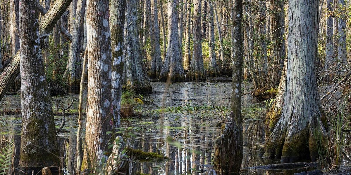 Swamp Walk 1:30 pm