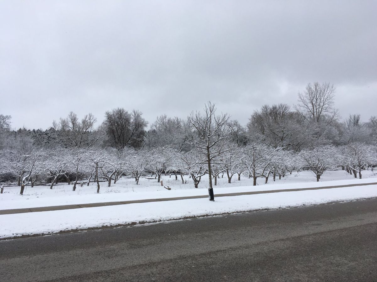 Solstice at the Orchard