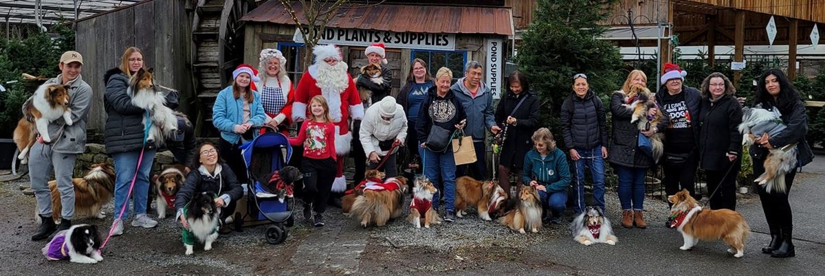 Second January 2025 Sheltie\/Rough Collie Meet