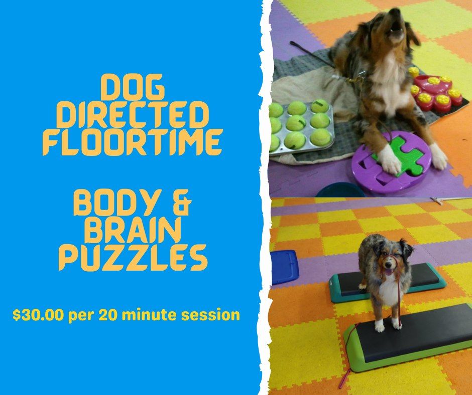 Dog Directed Floortime - Body & Brain Puzzles