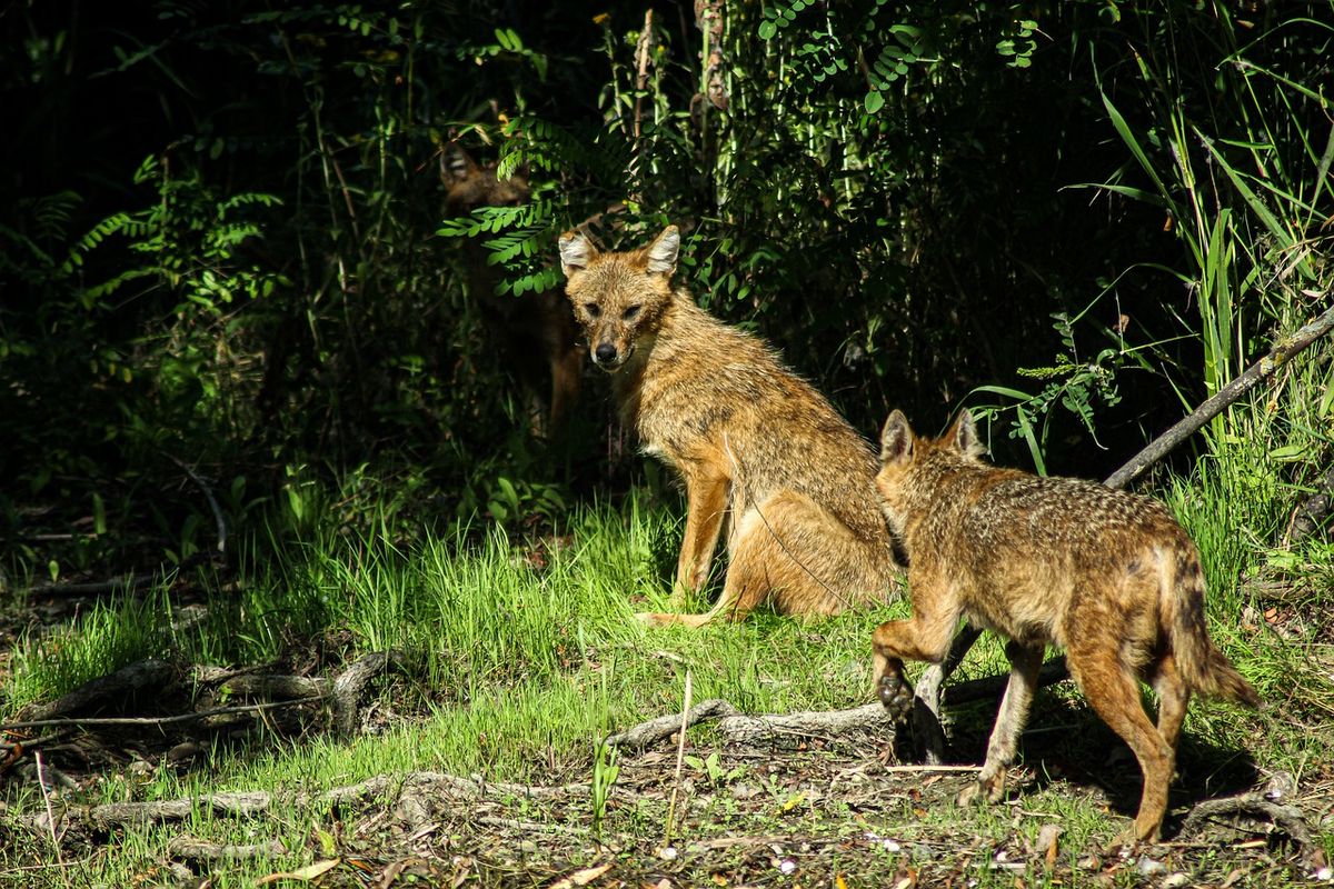 LO SCIACALLO DORATO: UN NUOVO OSPITE DELLA FAUNA NOSTRANA