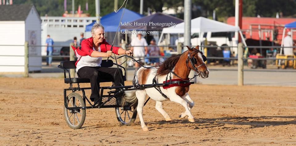 2024 SFVA Mini Horse Show