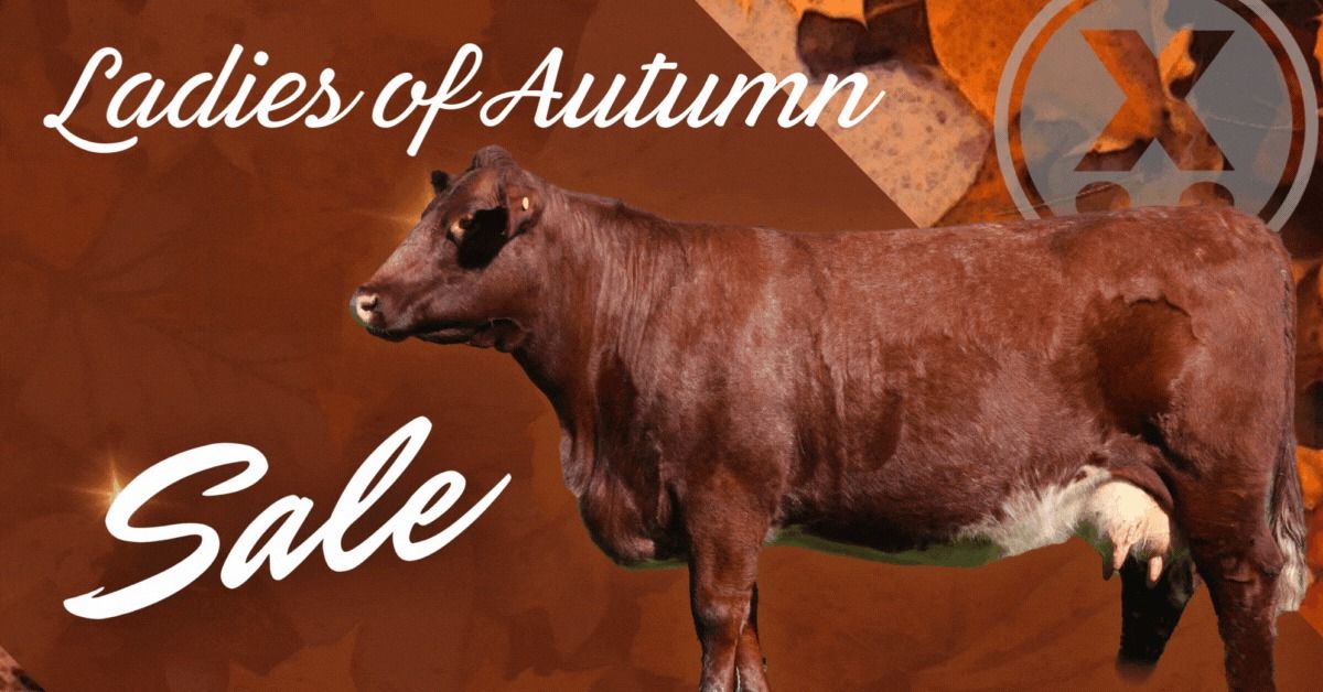 Ladies of Autumn Female Sale