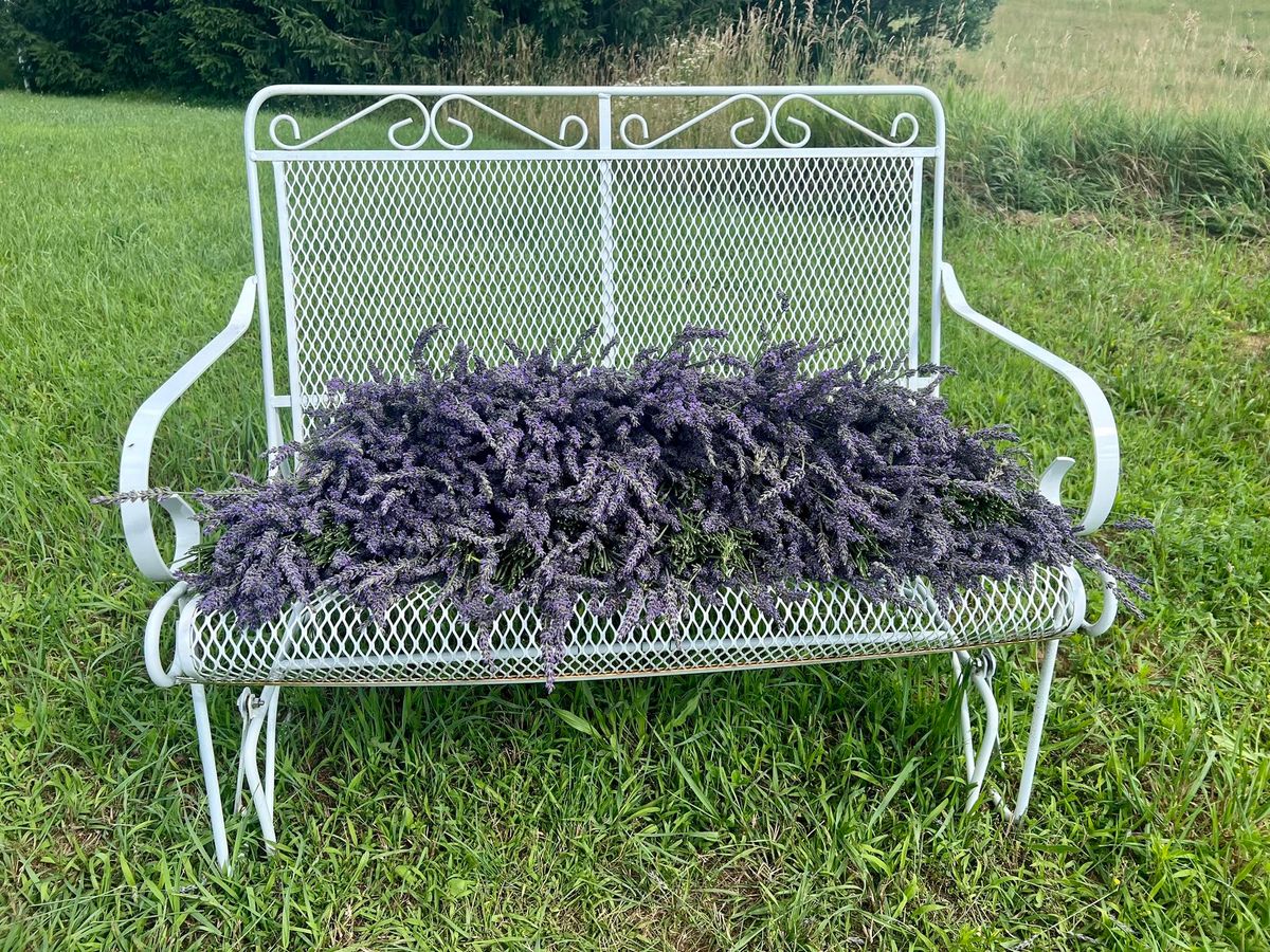 Lavender Extravaganza