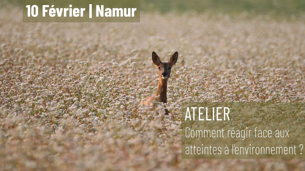 Atelier - Namur : Comment r\u00e9agir face aux atteintes \u00e0 l'environnement