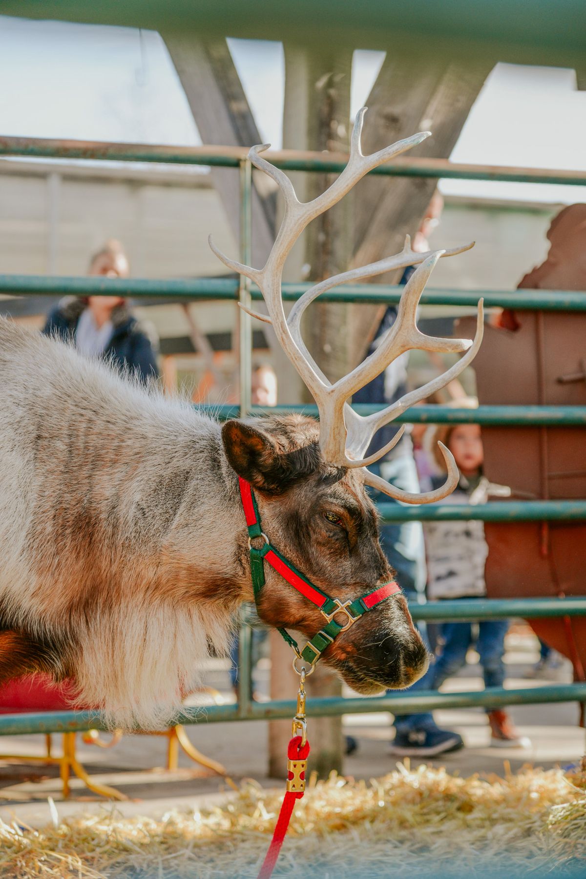 Visit Santa's Reindeer 