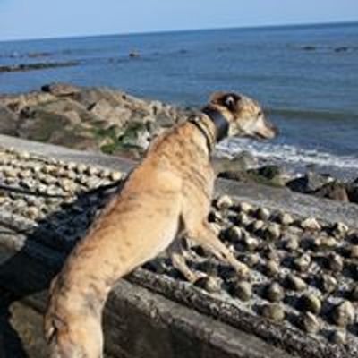 Isle of Wight Greyhound Owners Group