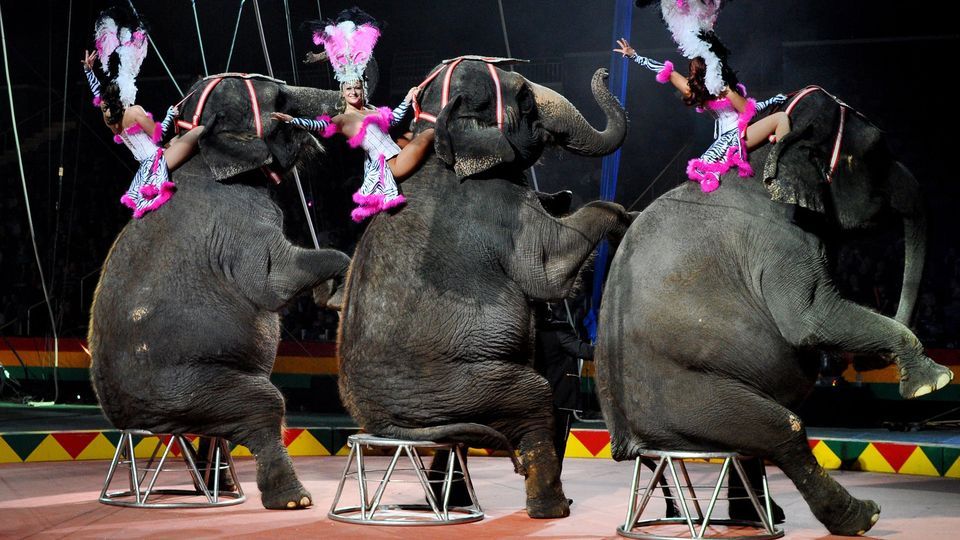 89th Annual Hadi Shrine Circus, Ford Center, Evansville, 25 November 2023