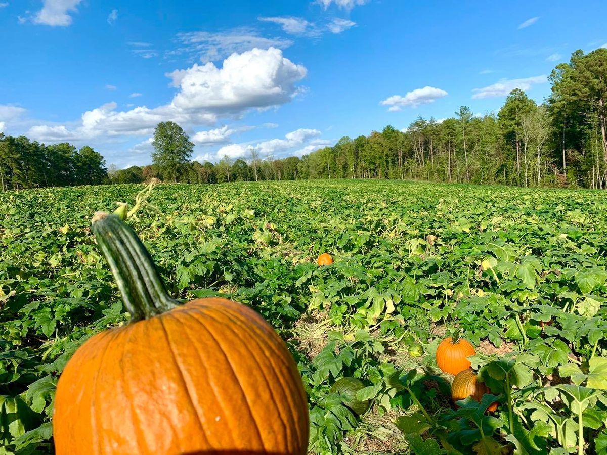 Pumpkin Picking at Carrigan Farms 