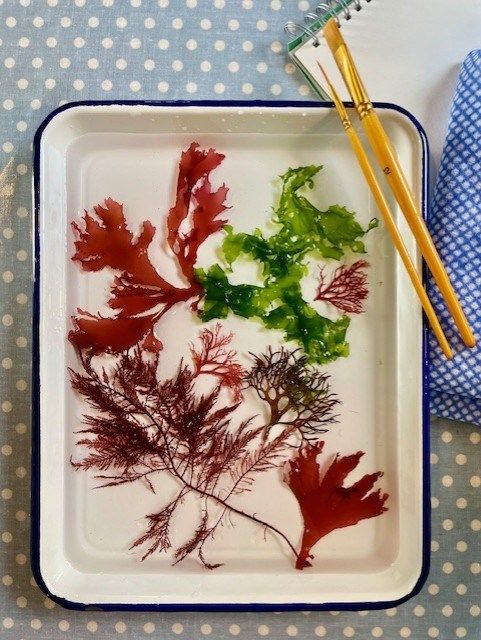 Seaweed Talk and Pressing Workshop