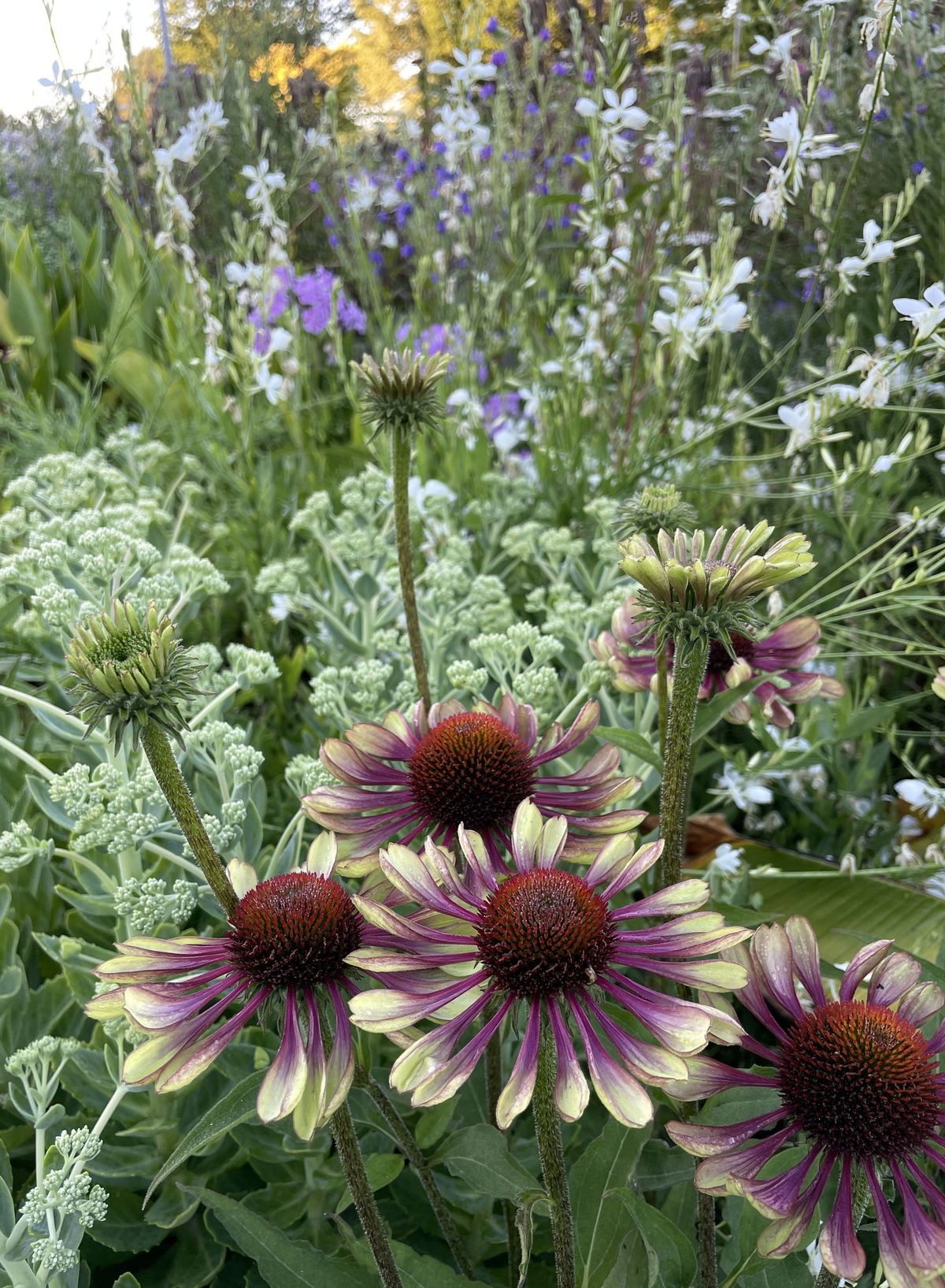 Garden Life - CHS Avebury: A climate resilient garden