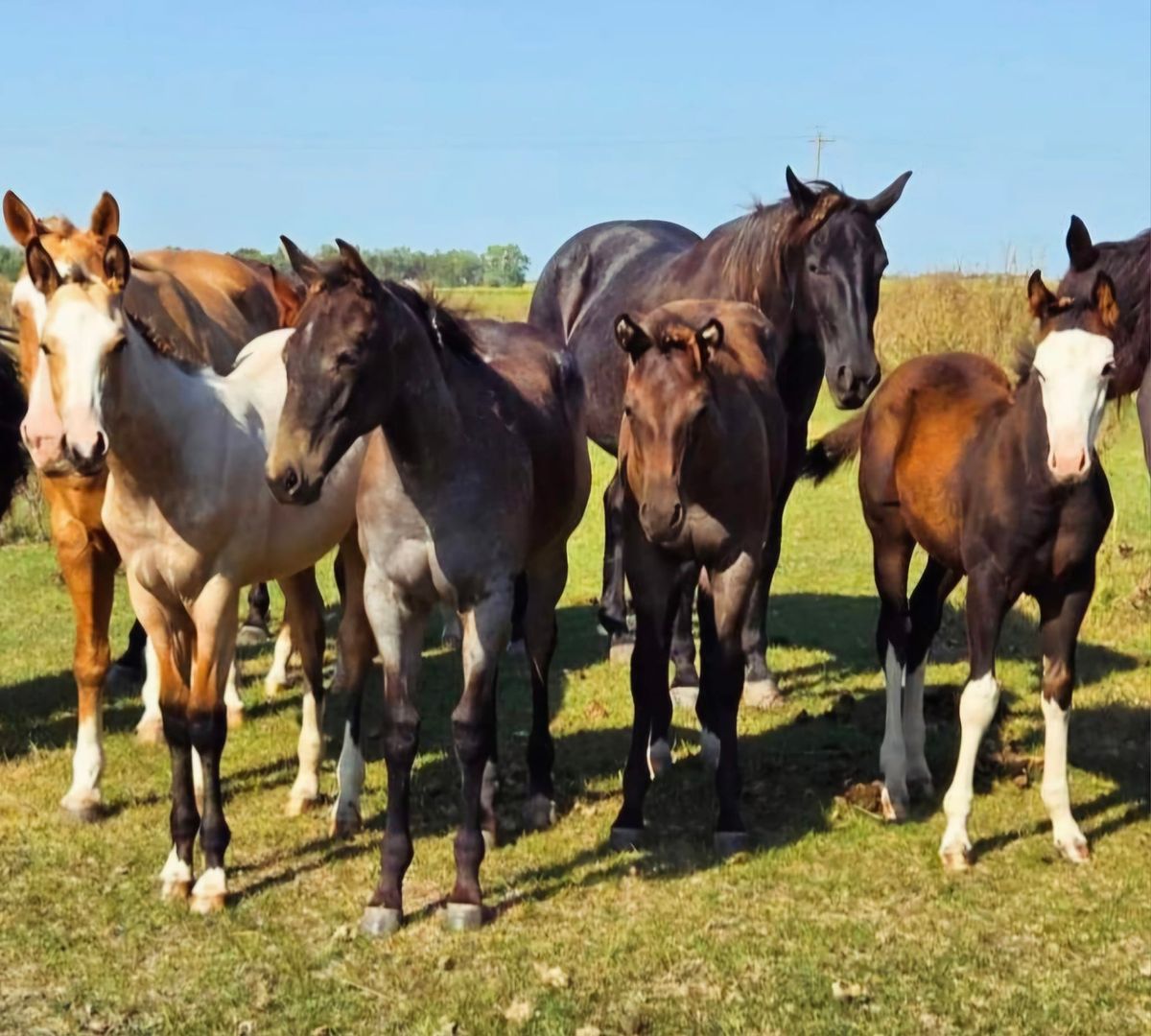 3-DAY FALL ROUNDUP TACK & CATALOG COLT\/HORSE SPECIAL 