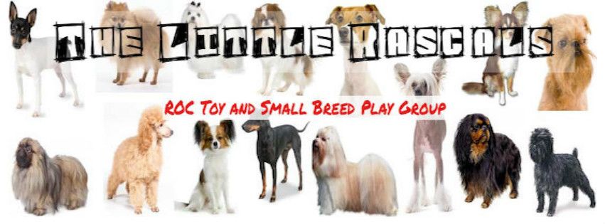 The Little Rascals Small Dog Playgroup