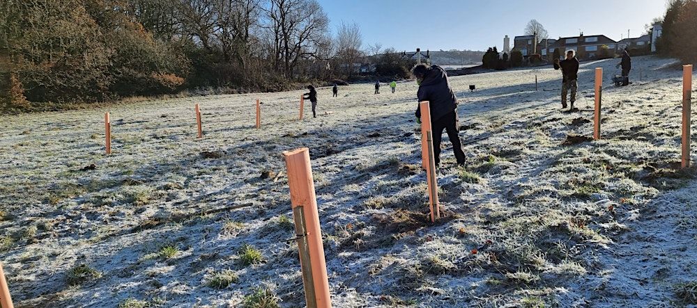 Tree Planting in Kirklees - Newsome ward