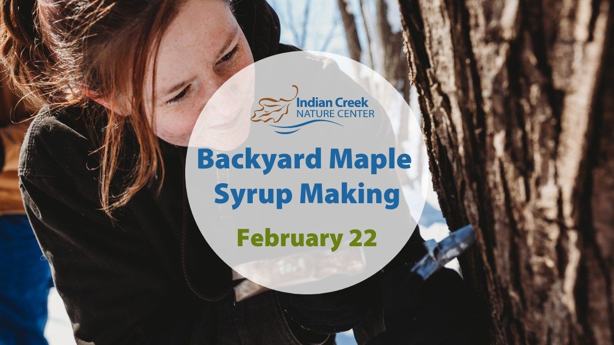 Backyard Maple Syrup Making