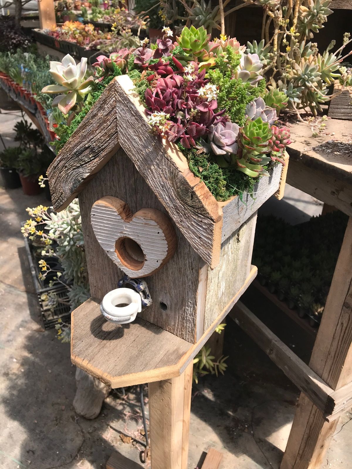 Birdhouse with a Living Succulent Roof
