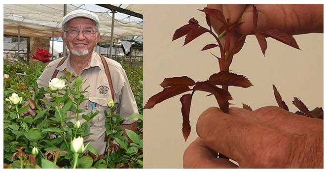 Finger pruning demo @Ludwigs Roses Winelands