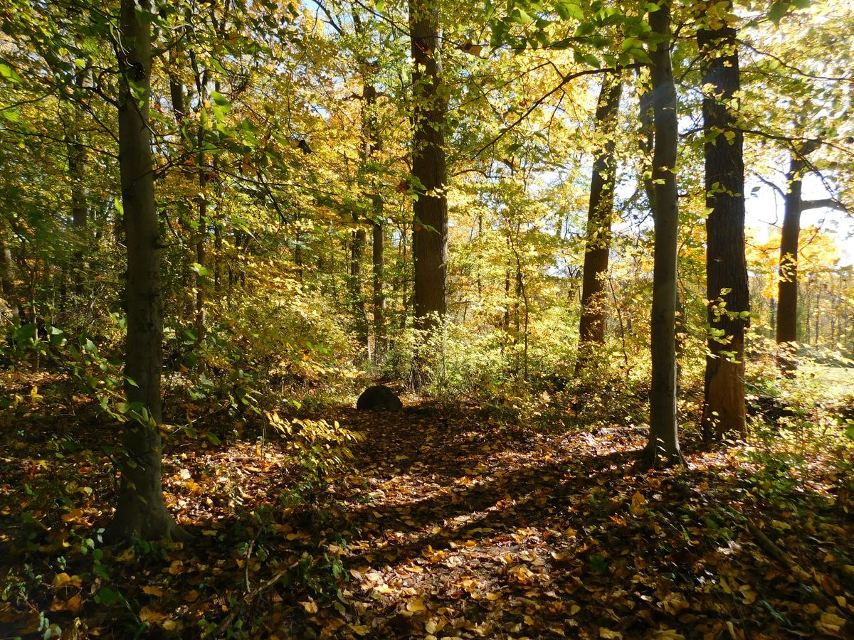 Whisper walk: Zen Hike in Tulip Tree Woods