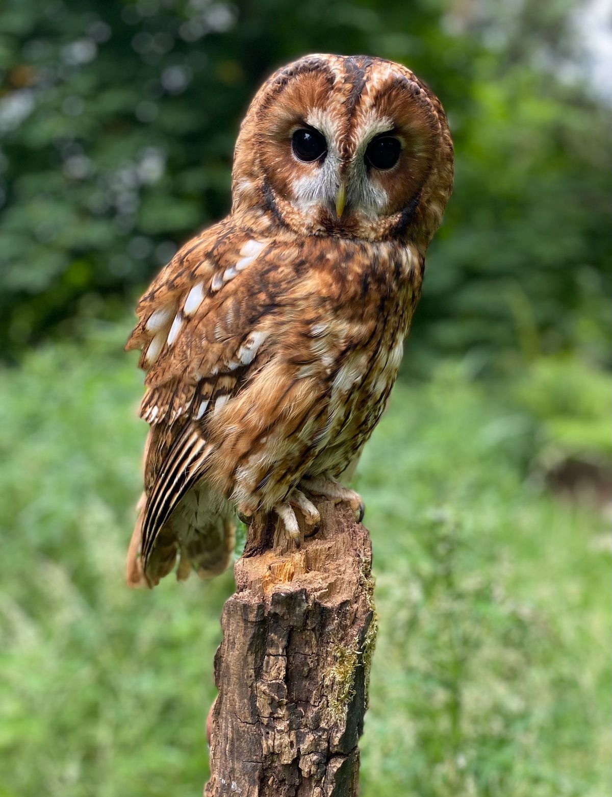 Meet the Owls at Thames Chase 