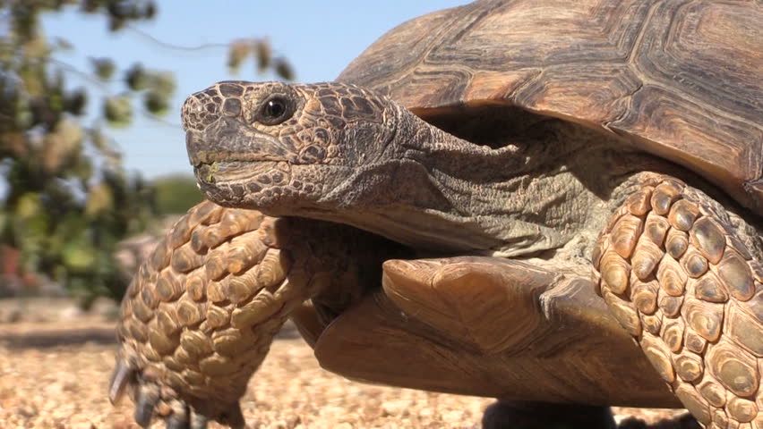 Tortoise Group General Meeting