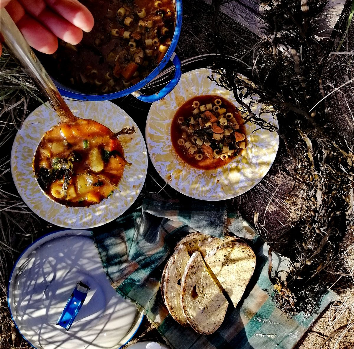 Seaweeds and Edible Weeds Forage and Feast Workshop