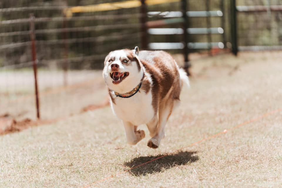 Seminole Kennel Club All Breed fastcat