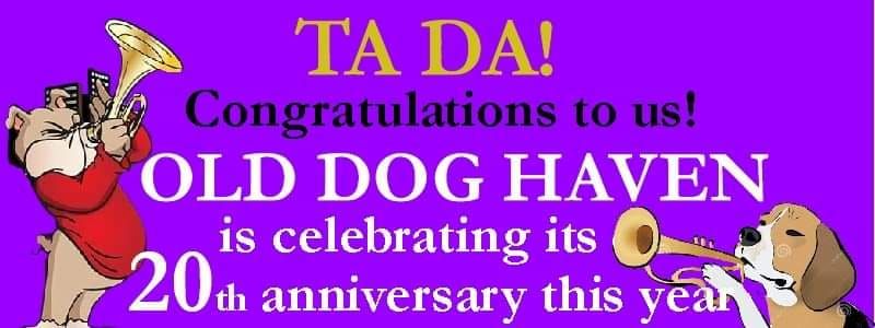 Adoption Event at Old Dog Haven's 20th Anniversay Party!