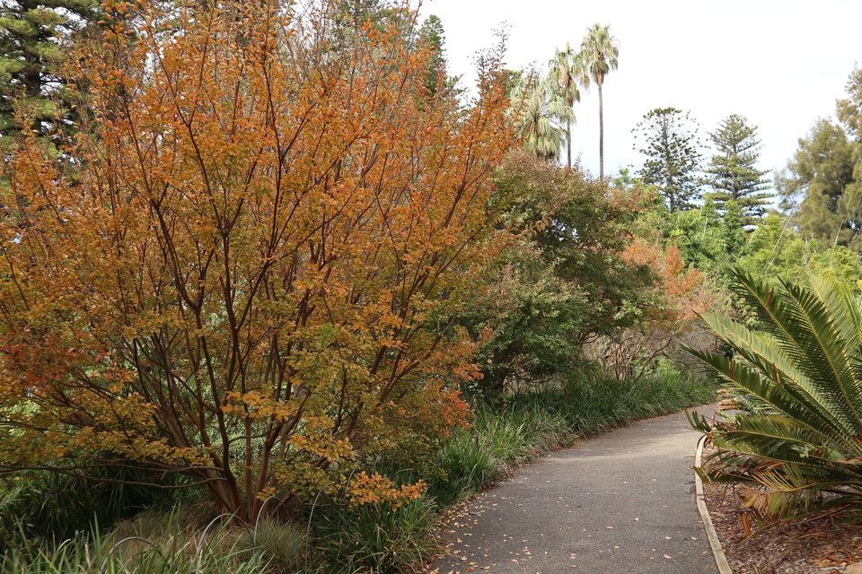 Trail Day in the Adelaide Botanic Garden: Teacher Professional Development