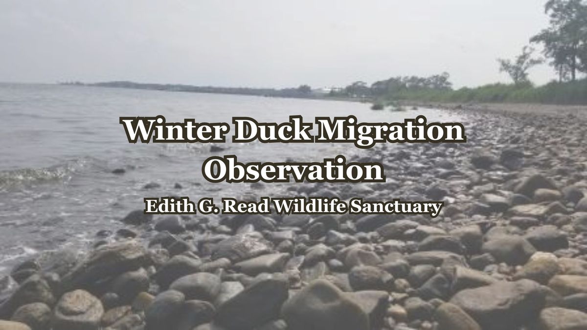 Winter Duck Migration Observation