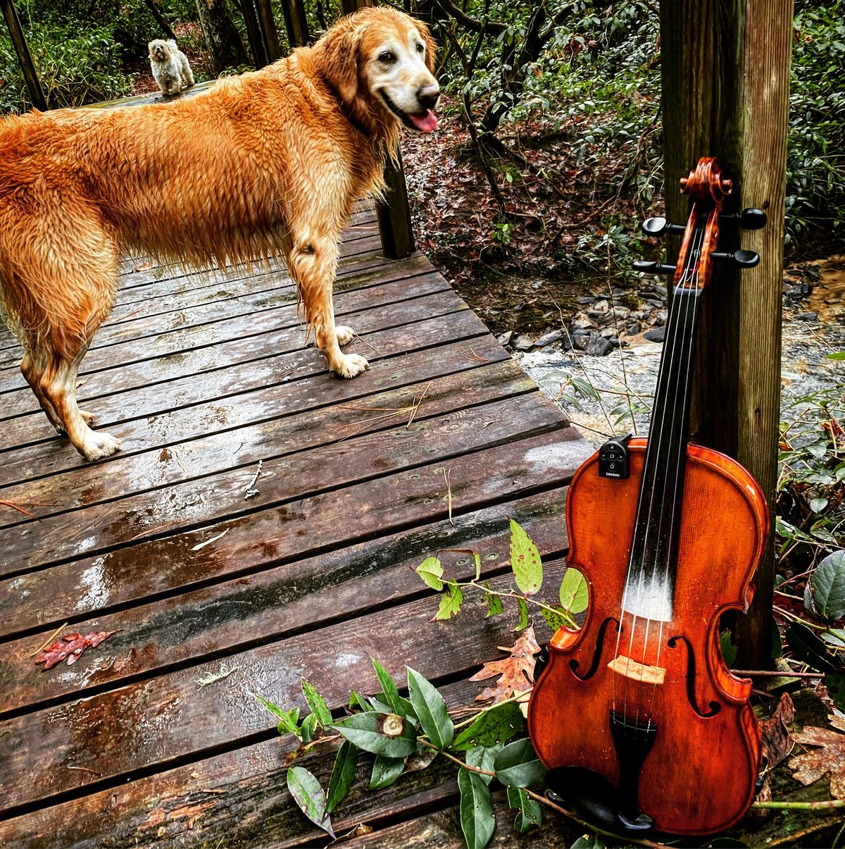 House Concert