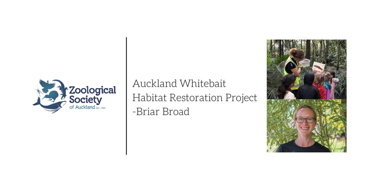 Auckland Whitebait Habitat Restoration Project